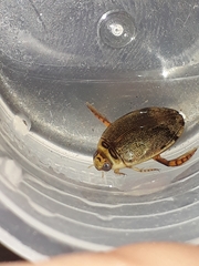 Thermonectus succinctus