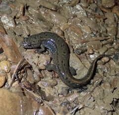 Desmognathus fuscus