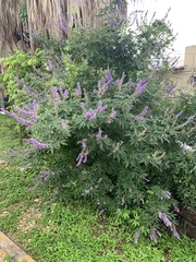 Vitex agnus-castus