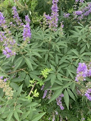 Vitex agnus-castus