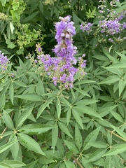 Vitex agnus-castus