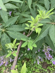 Vitex agnus-castus