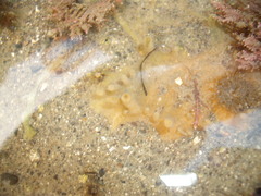 Ciocalypta polymastia