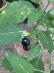 Solanum