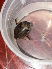 Thermonectus succinctus