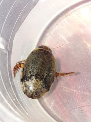 Thermonectus succinctus