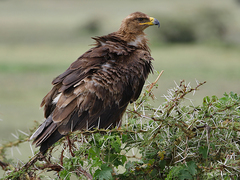 Steppe Eagle photo 3