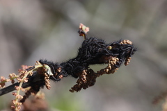Hemileuca maia