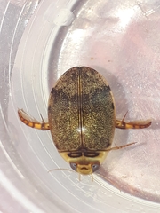 Thermonectus succinctus