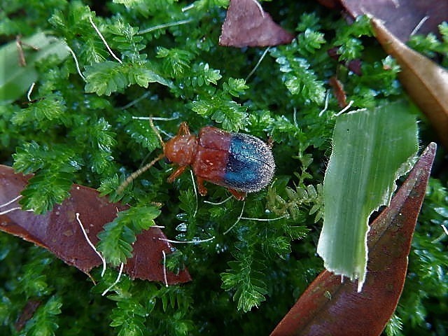 Goniopleura