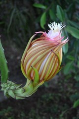 Selenicereus undatus