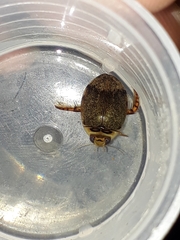 Thermonectus succinctus