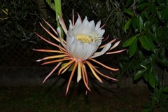 Selenicereus undatus