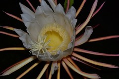 Selenicereus undatus