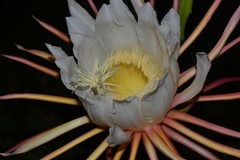 Selenicereus undatus