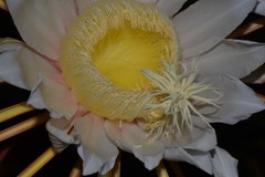 Selenicereus undatus