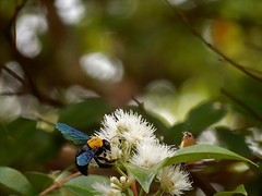 Xylocopa flavonigrescens