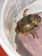 Thermonectus succinctus