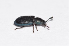 Necrobia violacea