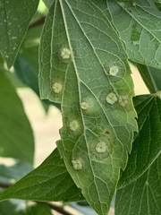 Pachypsylla celtidisasterisca