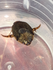 Thermonectus succinctus