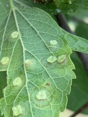 Pachypsylla celtidisasterisca