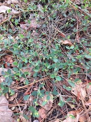 Euphorbia ipecacuanhae