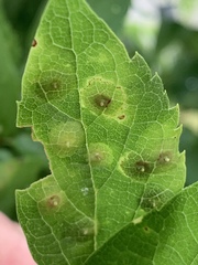 Pachypsylla celtidisasterisca