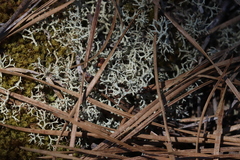 Cladonia submitis