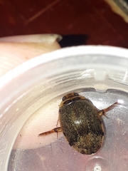 Thermonectus succinctus