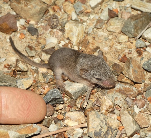 Yellow-footed Antechinus, photo 7 of 10