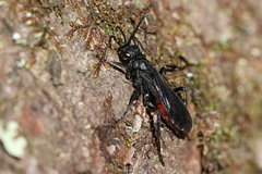 Priocnemis oregona