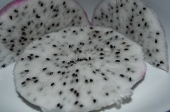 Selenicereus undatus