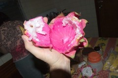 Selenicereus undatus