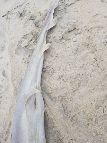 Dusky smooth-hound photographed at United States