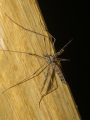 Epiphragma