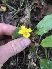 Viola vallicola