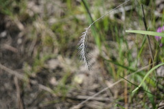 Elymus villosus