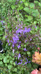 Campanula poscharskyana