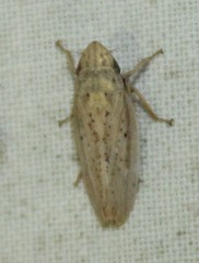 Prairiana