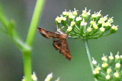 Pyrausta californicalis
