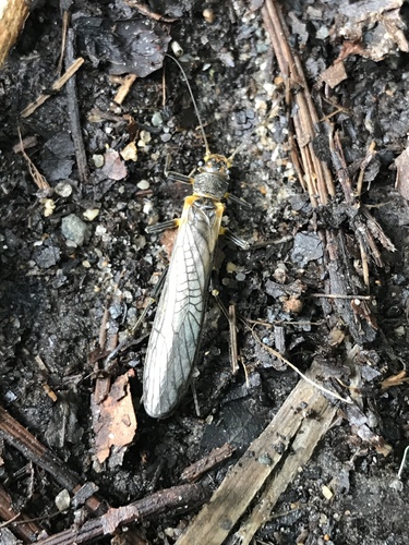 Perlidae