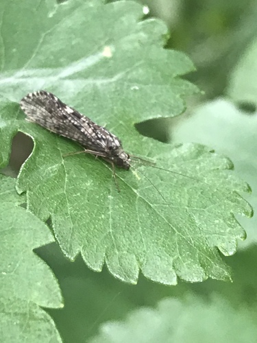 Hydropsychidae