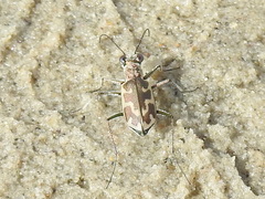 Ellipsoptera
