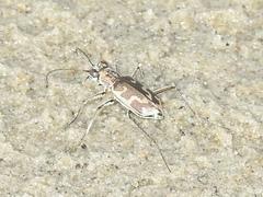 Ellipsoptera