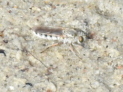Laphystia