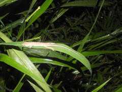 Anolis wellbornae