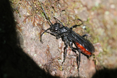 Priocnemis oregona