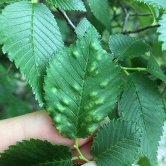 Taphrina ulmi