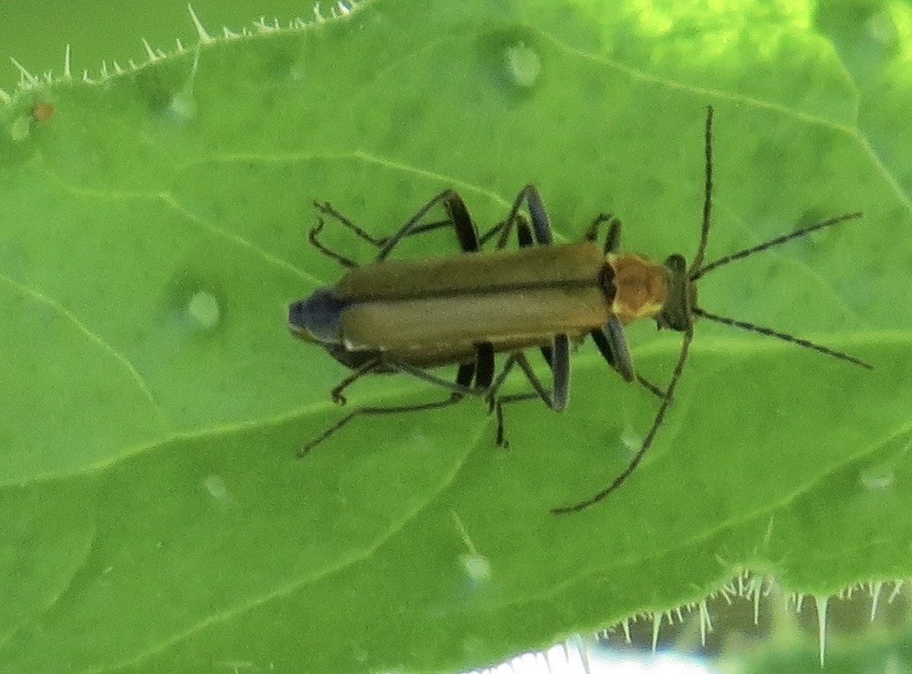 Podabrus lutosus
